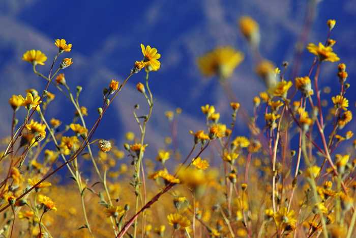 Wildflower Superbloom! Death Valley's Springtime Flowers – TakeMyTrip.com